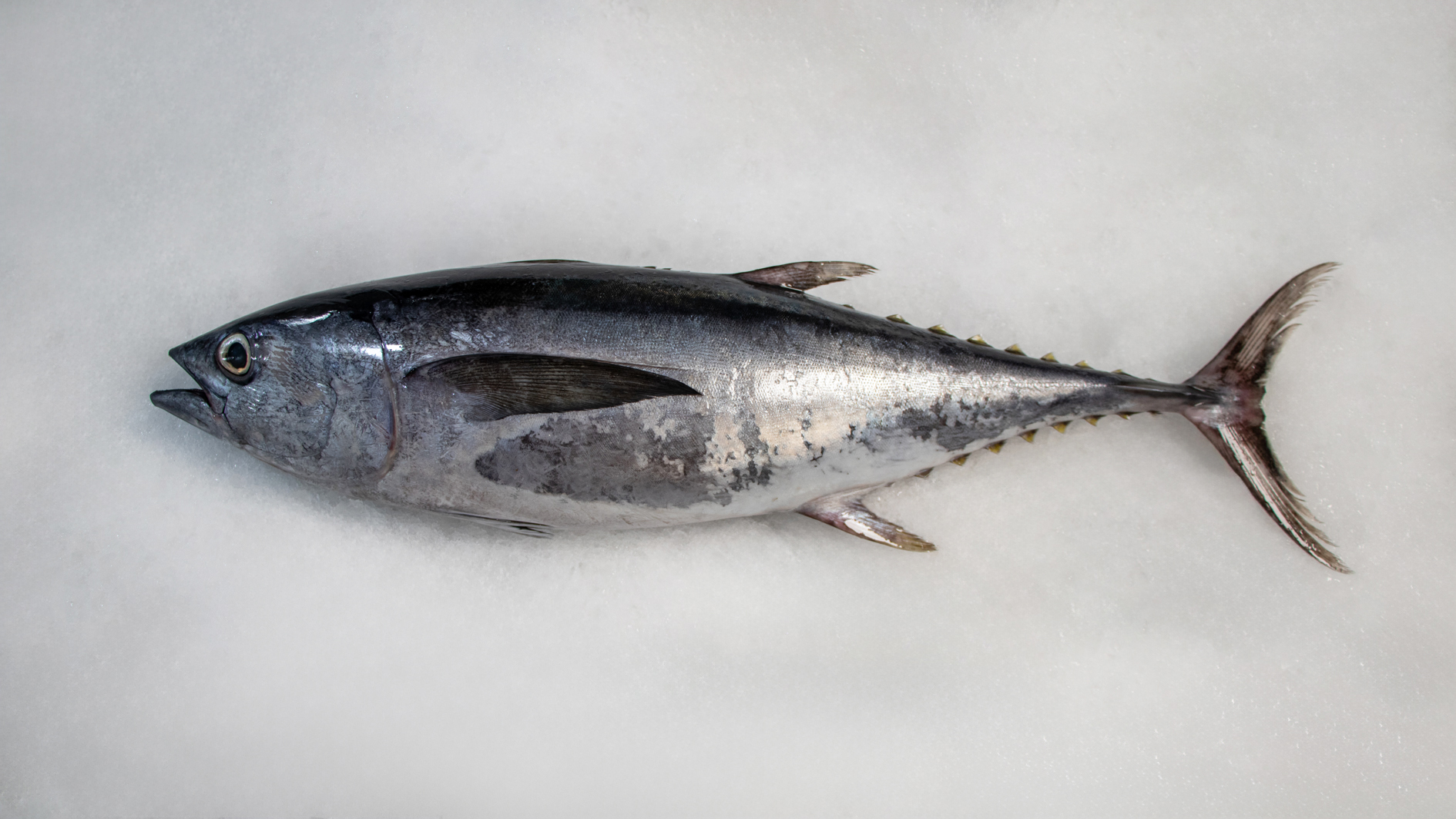 ماهی هوور(تن)