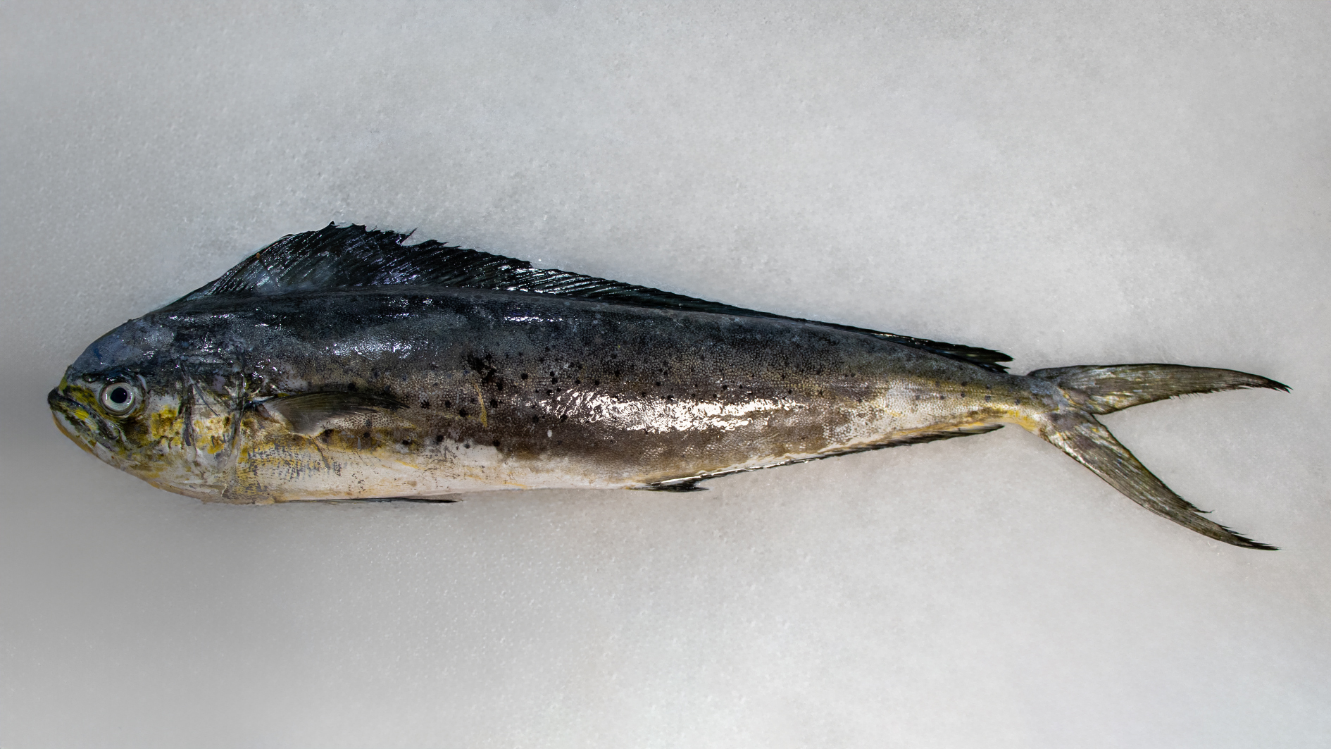 ماهی سوکلا گالیت