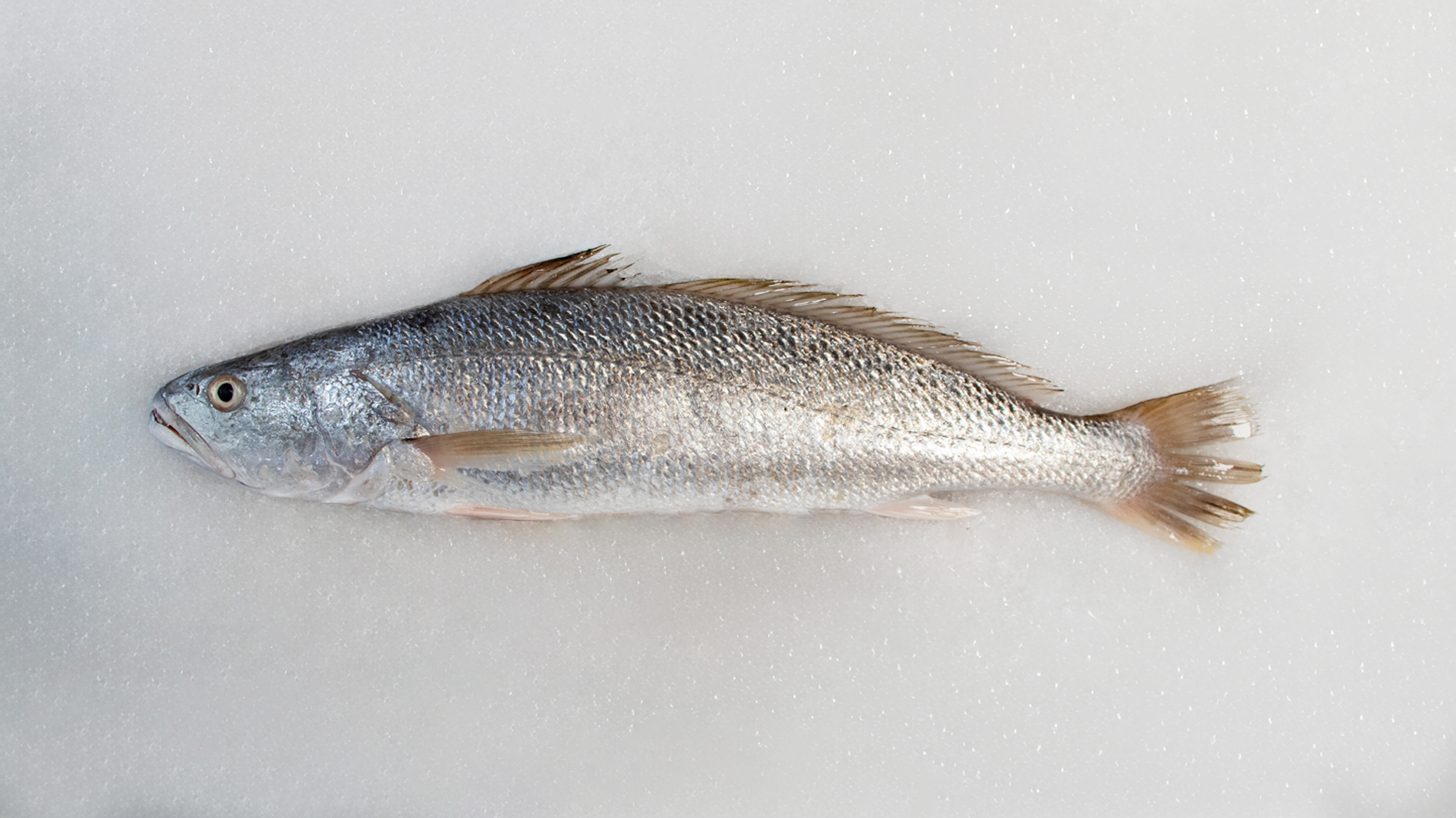 ماهی شوریده