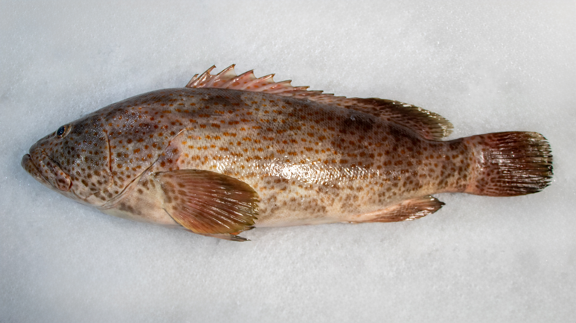 ماهی هامور سفید