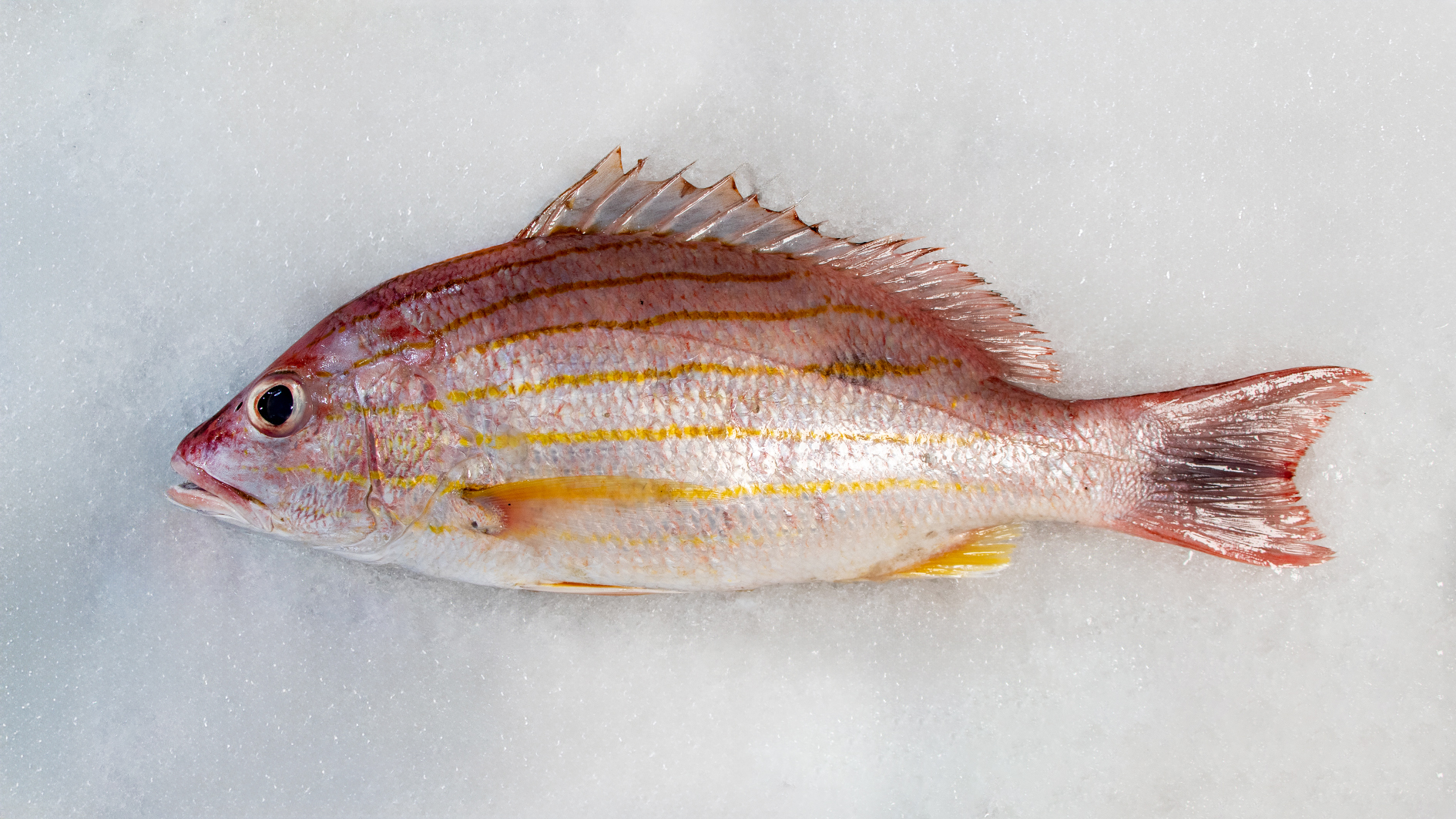 ماهی سرخو بلغاری