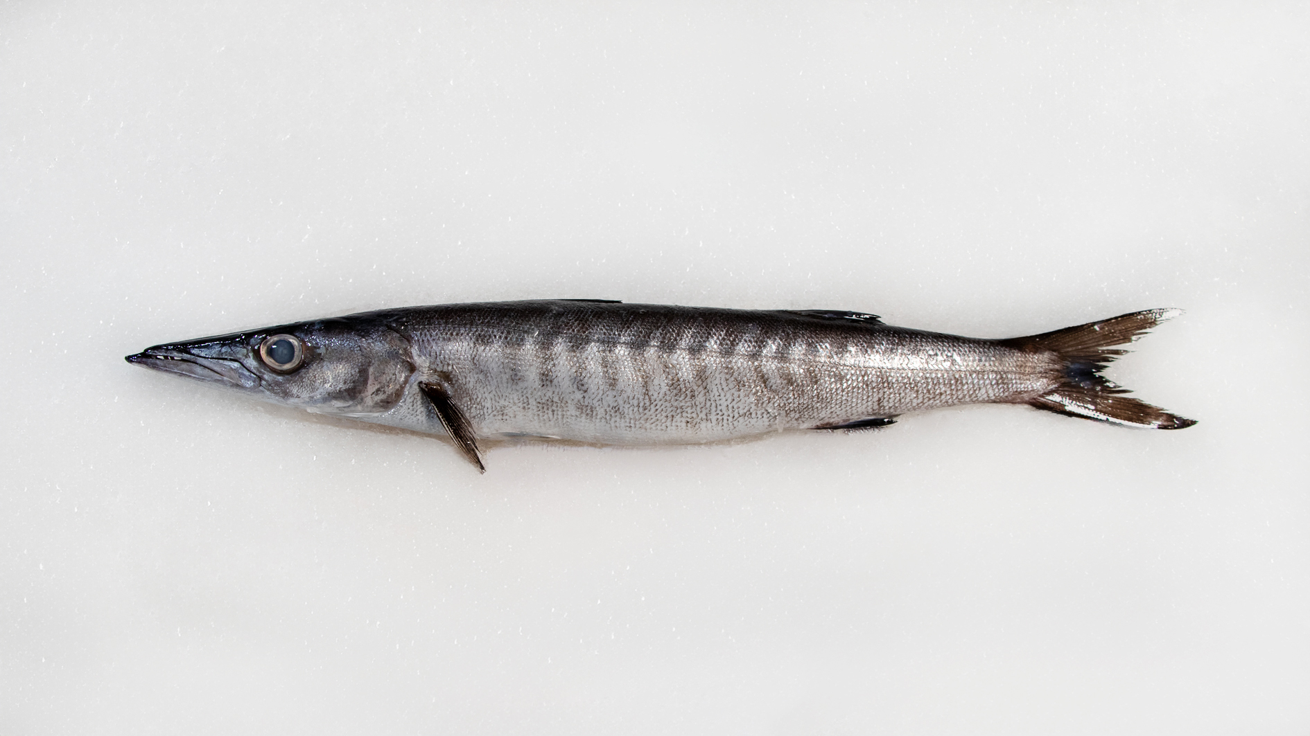 ماهی کوتردم سیاه