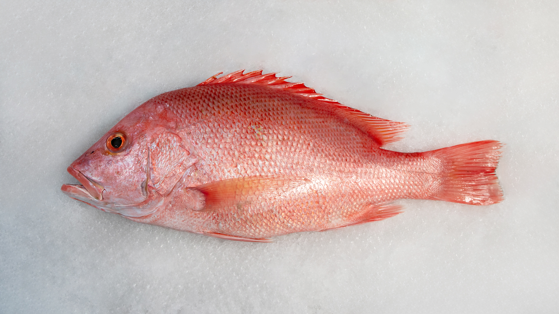 ماهی سرخو چمن