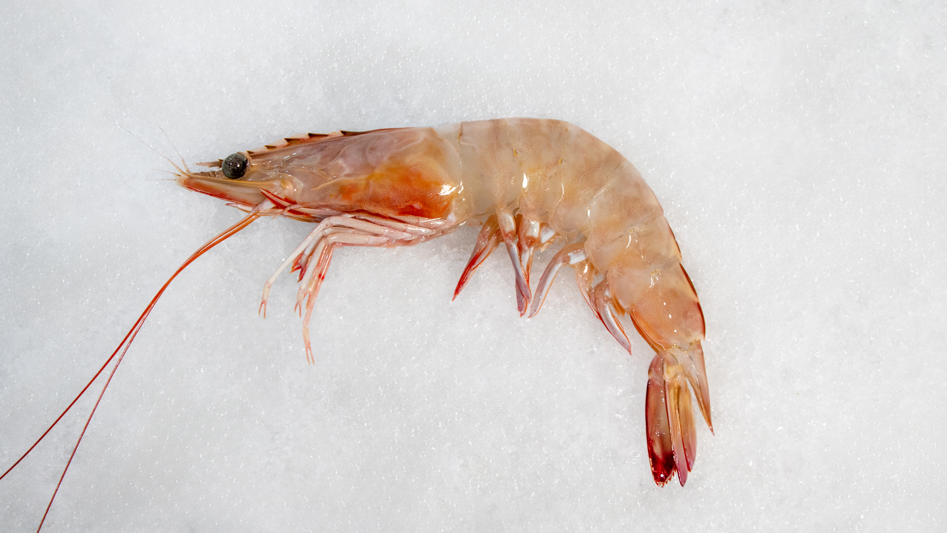 شاه میگو دریایی