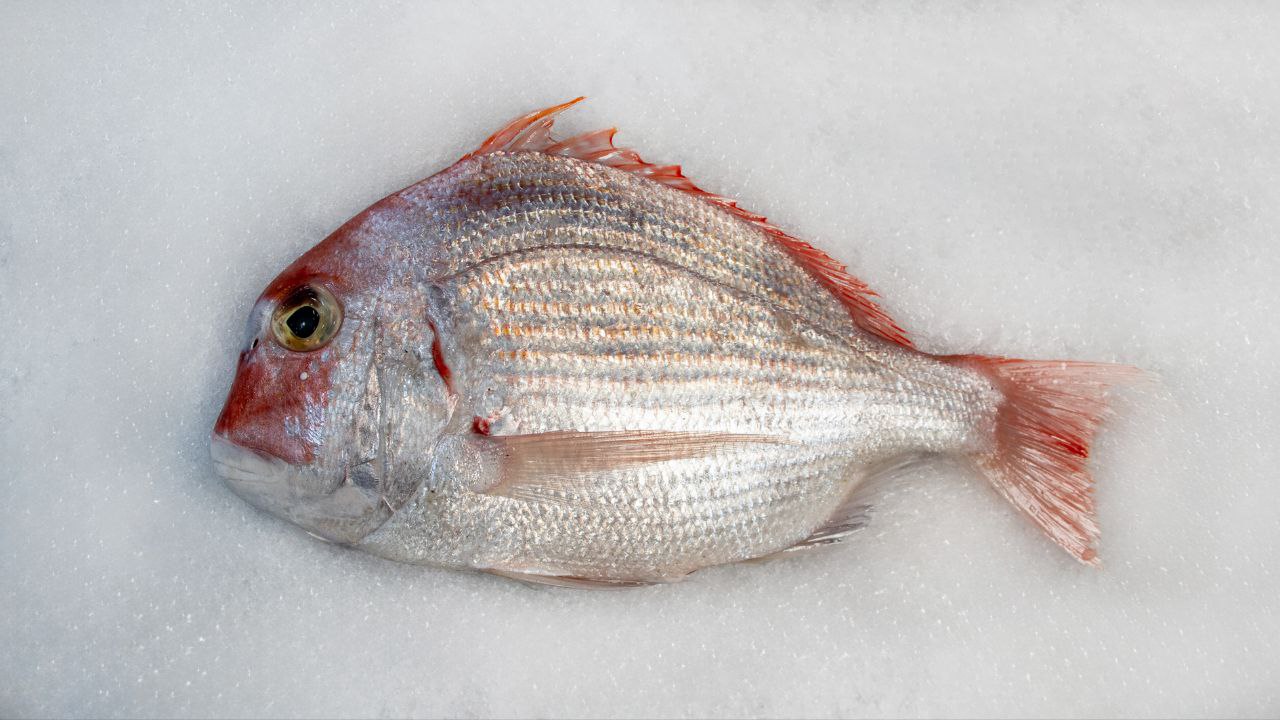 ماهی شانک(کوپر-کوخو)