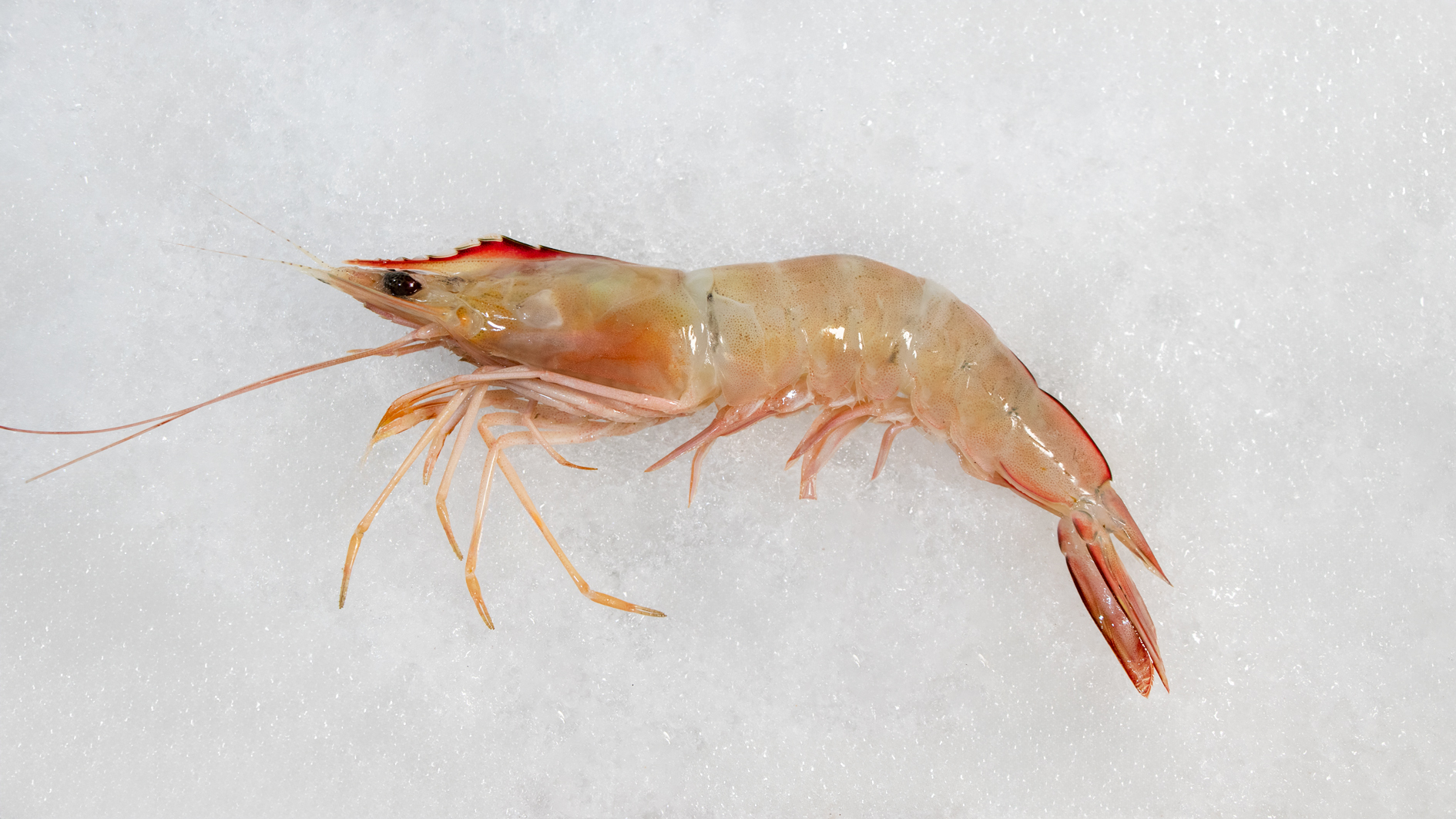 میگو سره دریایی